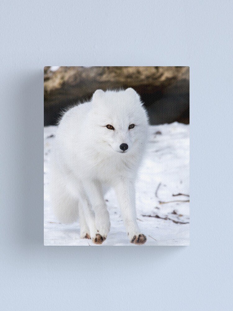 Alternate view of Fox trot Canvas Print