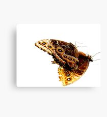 Two Morphos Canvas Print