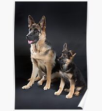 German Shepherd Pups Poster