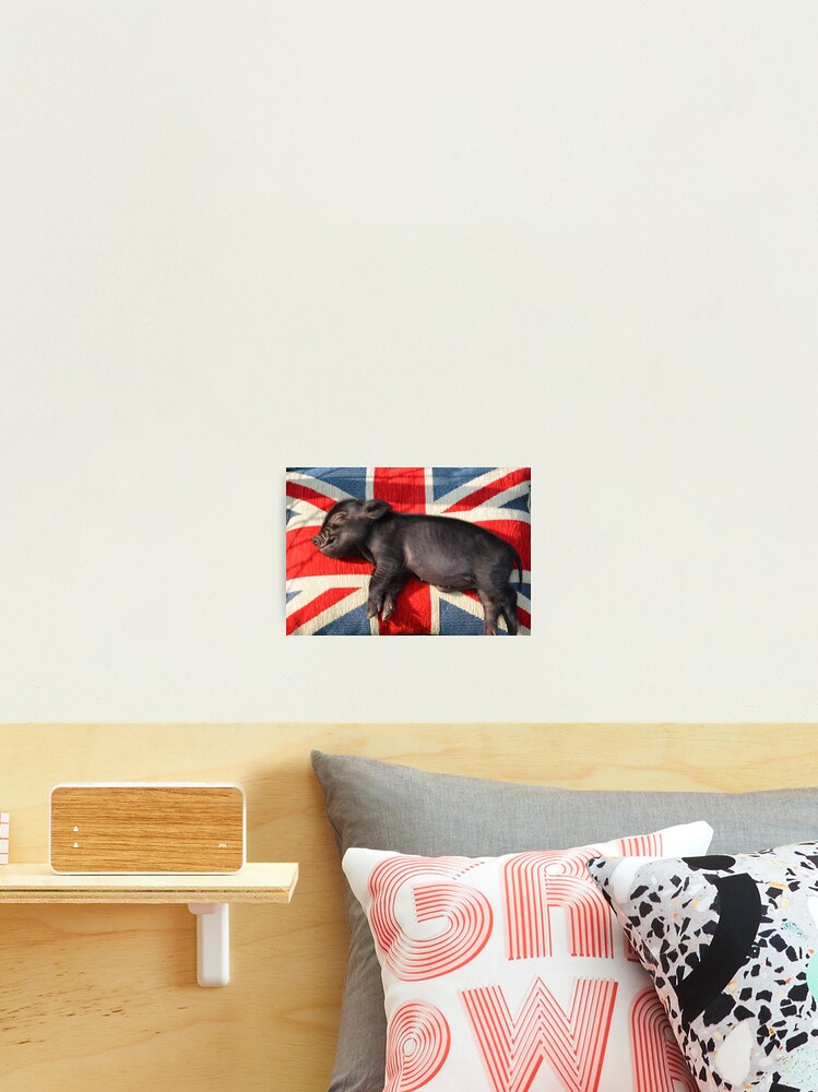 Micro Pig Sleeping On Union Jack Cushion Photographic Print By