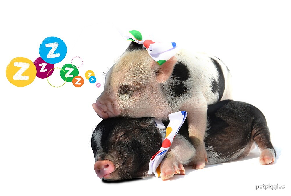 "2 MICRO PIGS CUDDLING" by petpiggies Redbubble