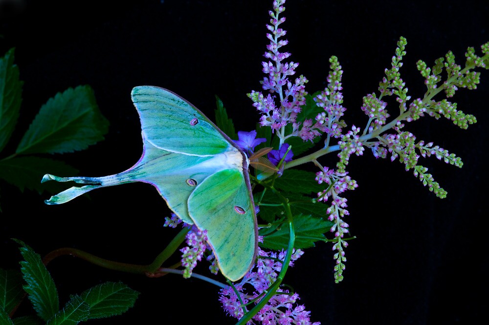 &ldquo;Luna Moth Astilby flower Black background&rdquo; by Randy Branham | Redbubble