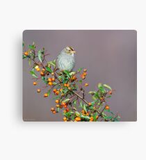 Female White-Crowned Sparrow on Firethorn Canvas Print