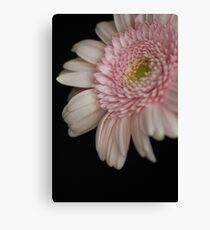 Gerbera Daisy Leinwanddruck