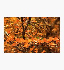 A Taste of the Fagus Photographic Print
