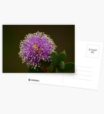 Purple Showy Honey-Myrtle (Melaleuca) Postcards
