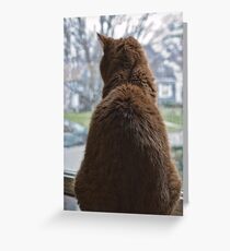 Looking Out Greeting Card