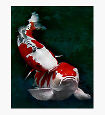 Koi fish (kissing) Photographic Print