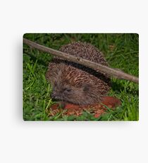 Spike Canvas Print