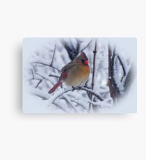 Female Cardinal in the Snow Canvas Print