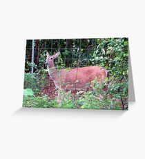 Doe, a Deer... Greeting Card