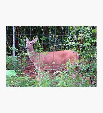 Doe, a Deer... Photographic Print