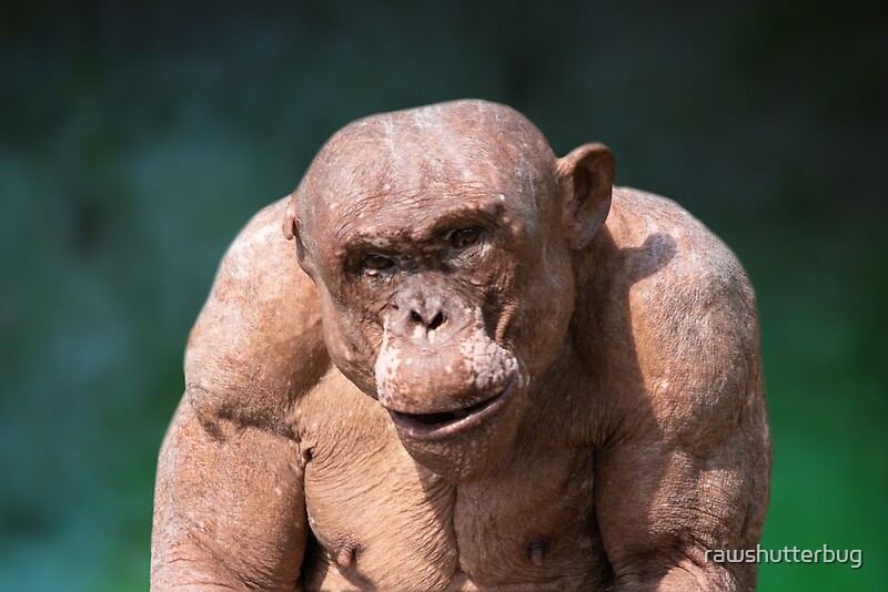 Muscular Jambo The Hairless Chimp By Rawshutterbug Redbubble