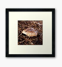 Brown Mushroom Framed Print