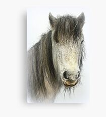 Poundsgate Pony Canvas Print