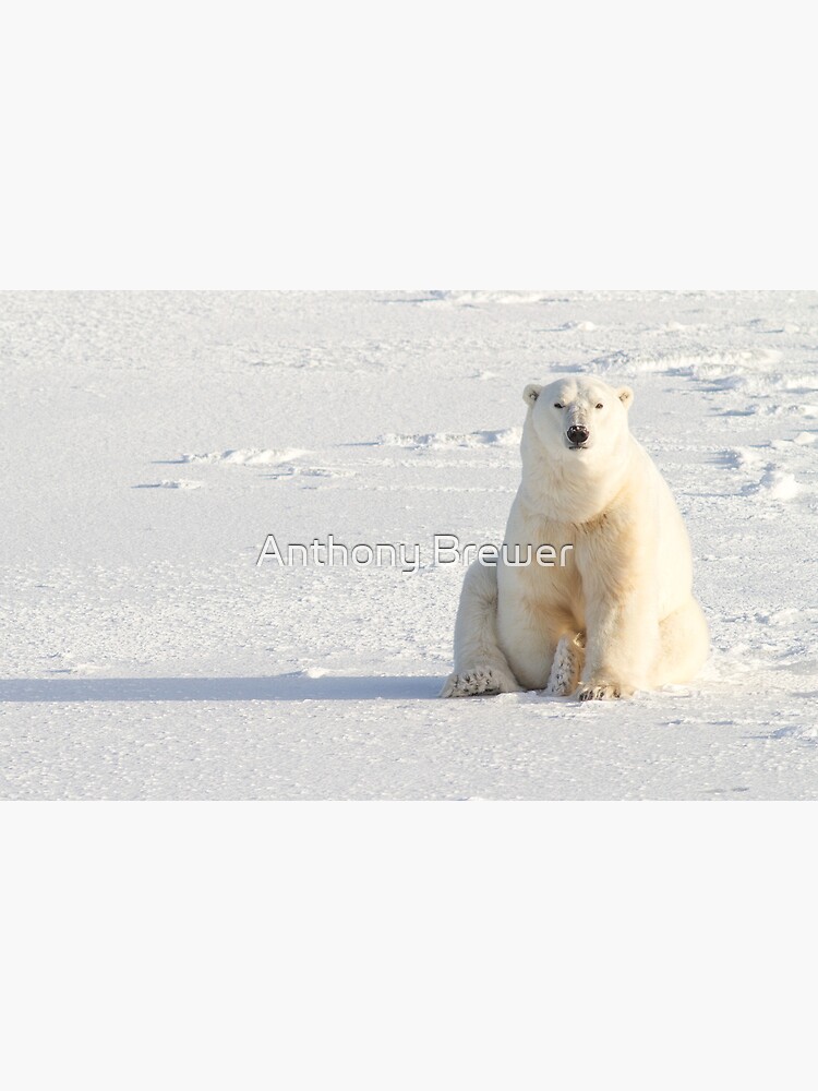 Sitting on the ice by dailyanimals