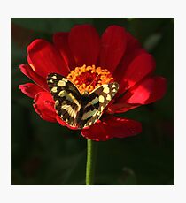 Son op my vlerke Photographic Print