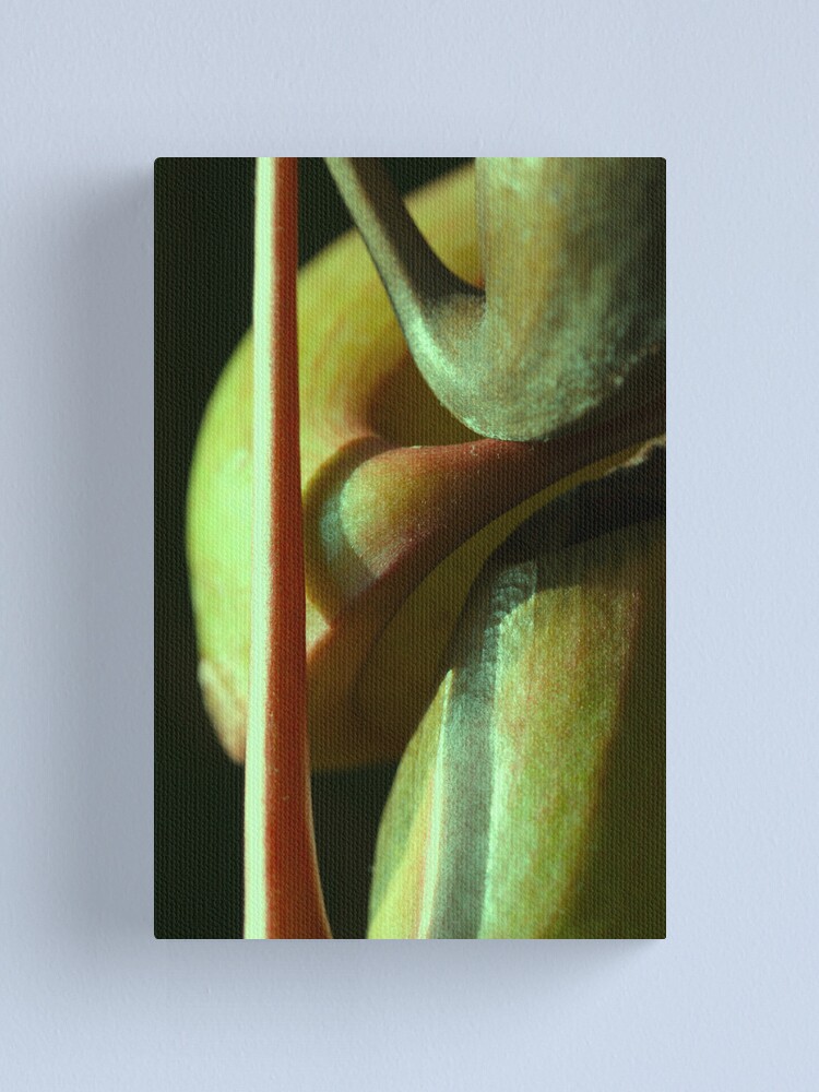 Alternate view of vegetal sensuality Canvas Print