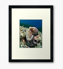 Octopus Framed Print