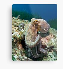 Octopus Metal Print