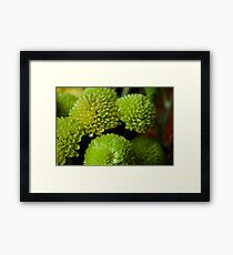 Fluffy Framed Print
