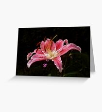A lily in the garden Greeting Card