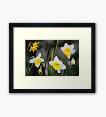 Daffodils Framed Print