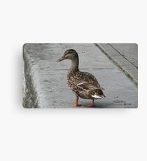 Quack Canvas Print