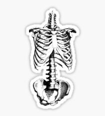 Sleleton drawing of ribs, torso and pelvis Sticker