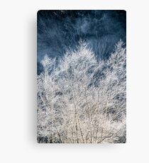 Frosted Trees Canvas Print