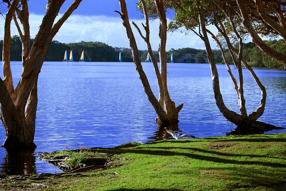 "Lake Ainsworth Lennox Head NSW" by Emmy Silvius Redbubble