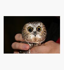 Northern Saw-whet Owl Photographic Print