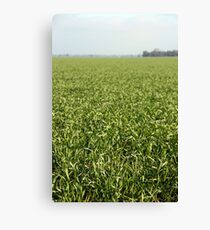 RIverina Wheat Canvas Print