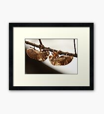 Cicada shell Framed Print