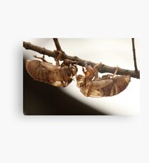 Cicada shell Metal Print