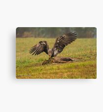 Vancouver Island Bald Eagle Canvas Print