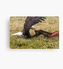Vancouver Island Bald Eagle Canvas Print
