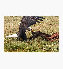 Vancouver Island Bald Eagle Photographic Print