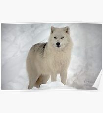 The Arctic Wolf Poster