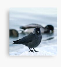 Jackdaw Canvas Print