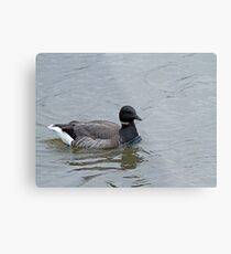 Brent Goose Metal Print