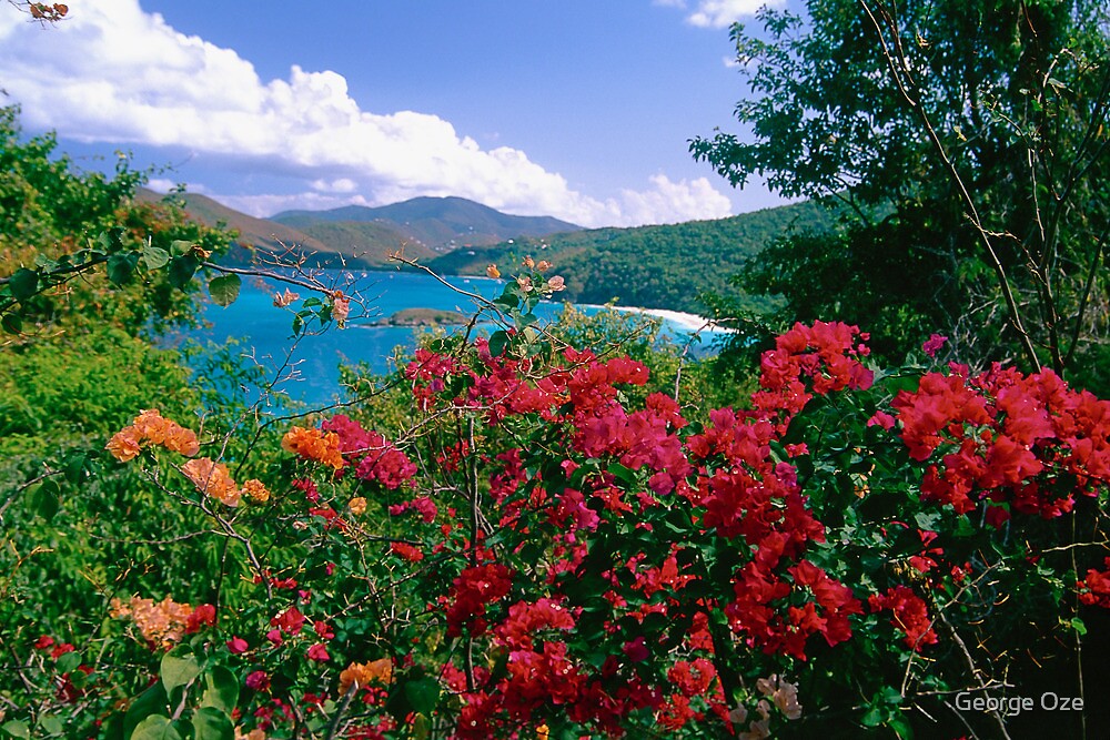 "Tropical Flower of Virgin Islands" by Oze Redbubble