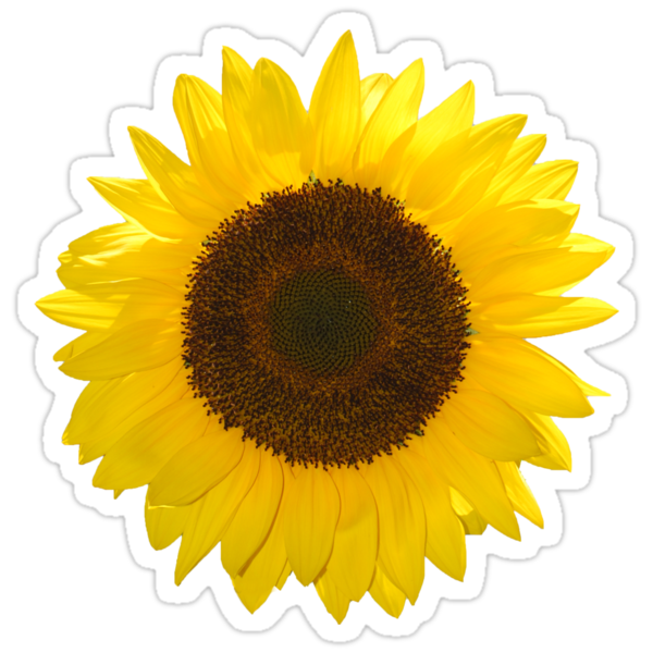 sunflower stickers by venusoak redbubble