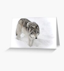 Timber Wolf aka Grey Wolf Greeting Card
