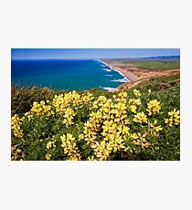 Shoreline with Yellow Wildflowers Photographic Print