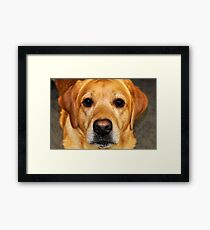 Lab Framed Print