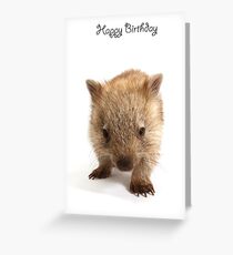 A wombat Happy Birthday 1P Greeting Card
