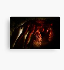 Hermit Crab Canvas Print