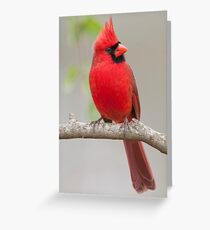 Male Northern Cardinal in January Greeting Card