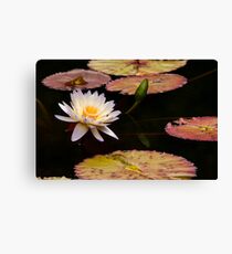 Water Lily Canvas Print